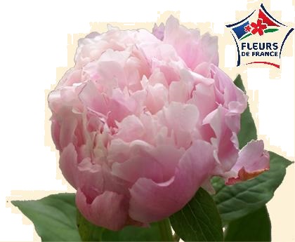 PIVOINE REINE HORTENSE 70 FDF